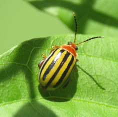 Flea Beetles (Kuschelina tenuilineata)