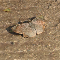 Common Spurwing (Antigonus erosus) - Male