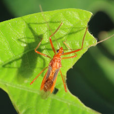 Red Bull Assassin Bug