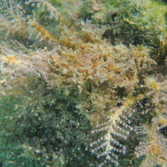Christmas Tree Hydroid (Pennaria disticha)