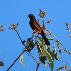 Orchard Oriole (Icterus spurius) - Male
