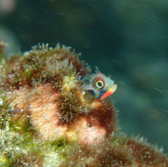 Mexican Barnacle Blenny (Acanthemblemaria hancocki)
