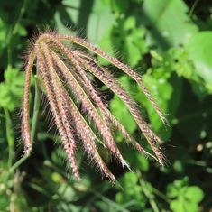 Windmill Grass (Genus Chloris)