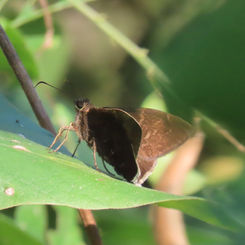 Dark-edged Cloudywing (Cecropterus nigrociliata)