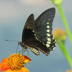 Polydamus Swallowtail (Battus polydamas)