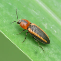 Cardiophorus aptopoides