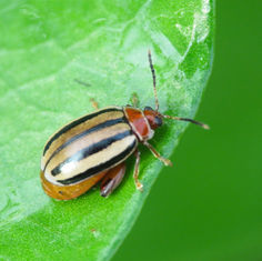 Flea Beetles (Kuschelina tenuilineata)