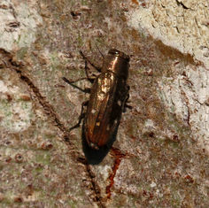 Chrysobothris basalis