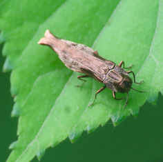 Agrilus langei