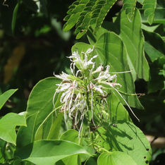 Pom Pom Orchid Tree (Bauhinia divaricata)