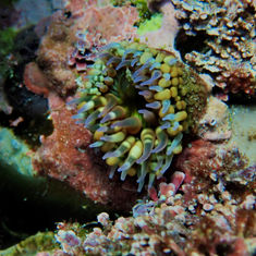 Cortez Sea Anemone (Bunodosoma californicum)