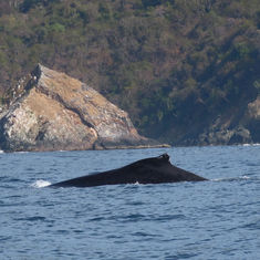 Humpback Whale (Megaptera novaeangliae)