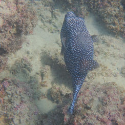 Guineafowl Puffer (Arothron meleagris) - Black/spotted Form