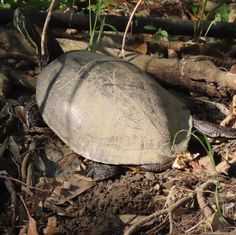 Mesoamerican Slider