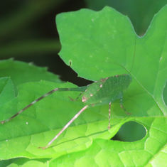 Anaulacomera - Leaf Katydids