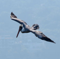 Brown Pelican (Pelecanus occidentalis)