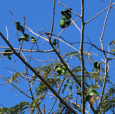 Elephant Ear Tree (Enterolobium cyclocarpum)