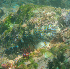 Giant Hawkfish (Cirrhitus rivulatus)