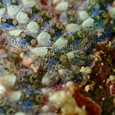 Symplegma (Genus)