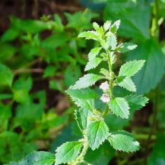 Capraria frutescens