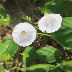 Jacquemontia mexicana
