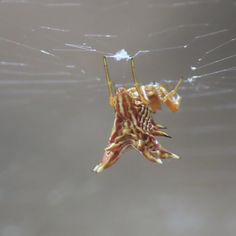 Spined Micrathena (Micrathena gracilis)