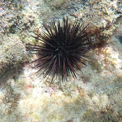 Central American Rock-boring Urchin (Echinometra vanbrunti)