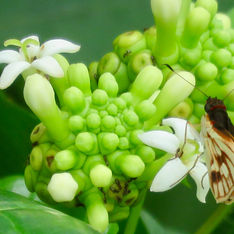 Noni (Morinda citrifolia)