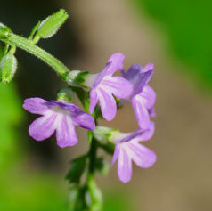 Catstongue (Priva lappulacea)
