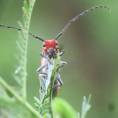 Essostrutha laeta