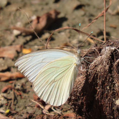 Great Southern White (Ascia monuste)