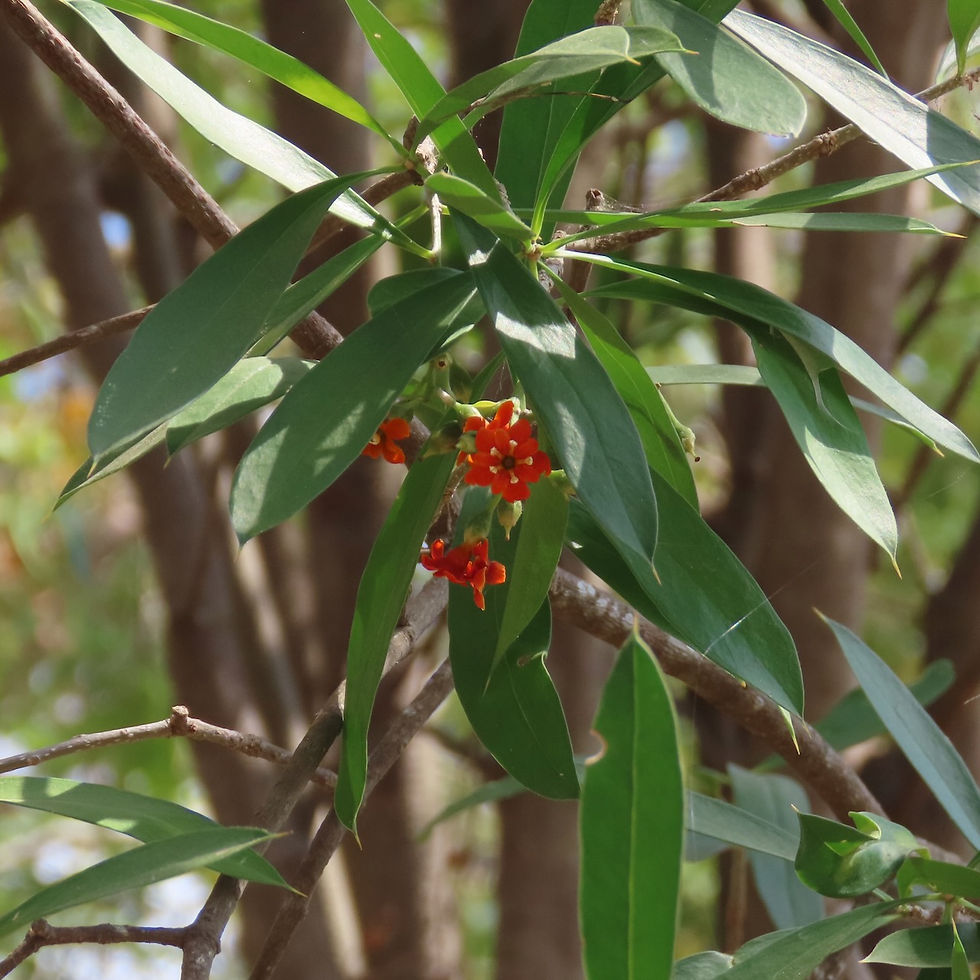 Heathers, Balsams, Primroses, and Allies