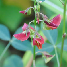 Low Rattlebox (Crotalaria pumila)