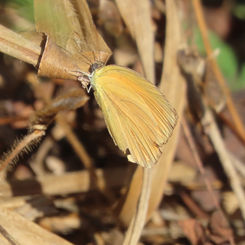 Tailed Orange (Eurema proterpia)