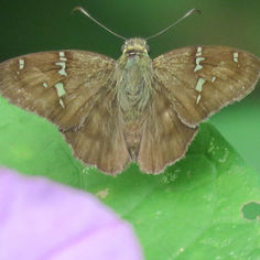 Potrillo Skipper (Autochton potrillo)