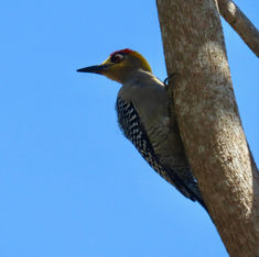 Golden-cheeked Woodpecker (Melanerpes chrysogenys)