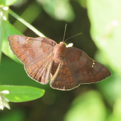 Curve-winged Metalmark (Curvie emesia)