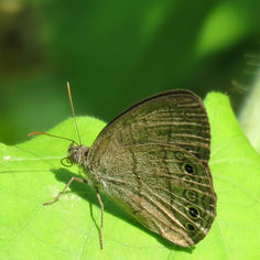 Hermes Satyr (Hermeuptychia hermes)