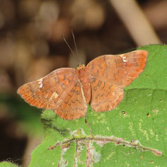 Curve-winged Metalmark (Curvie emesia)
