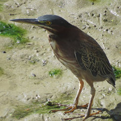 Green Heron (Butorides virescens)