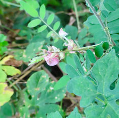 Anil Falso (Coursetia caribaea)