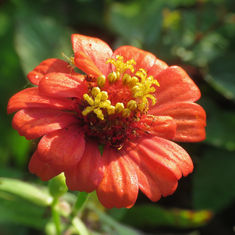 Elegant Zinnia (Zinnia elegans)