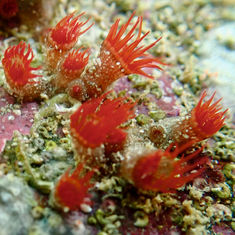 Terrazoanthus patagonichus