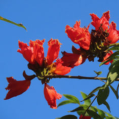 African Tulip Tree (Spathodea campanulata)