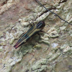 Genus Agrilus (Unknown Species) - Jewel Beetle