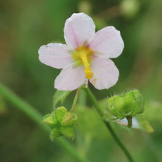 White Fenrose (Kosteletzkya depressa)
