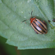 Flea Beetles (Kuschelina tenuilineata)