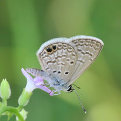 Ceraunus Blue (Hemiargus ceraunus)