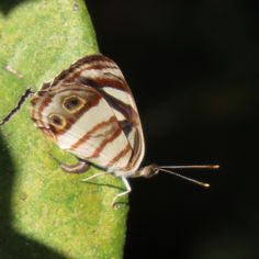 Four-spotted Sailor (Dynamine postverta)