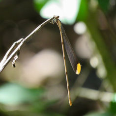 Lemon-tipped Helicopter Damselfly (Mecistogaster ornata)